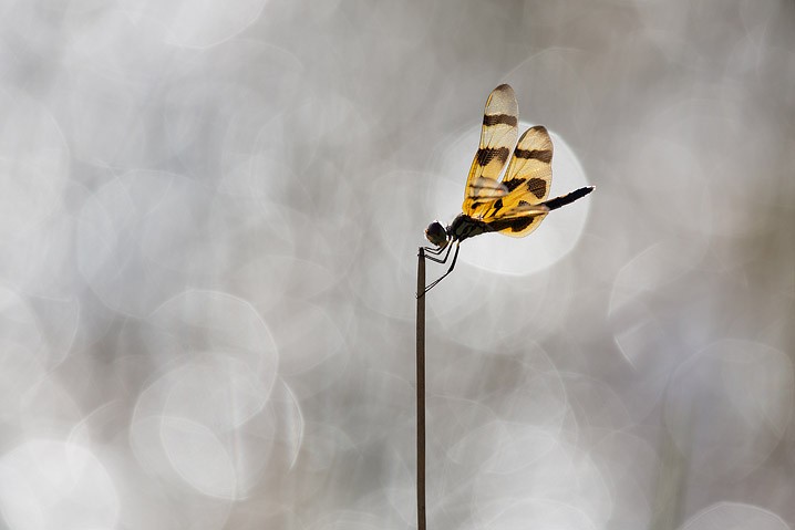 Celithemis eponina Halloween Pennant